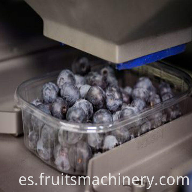 blueberry sorting machine